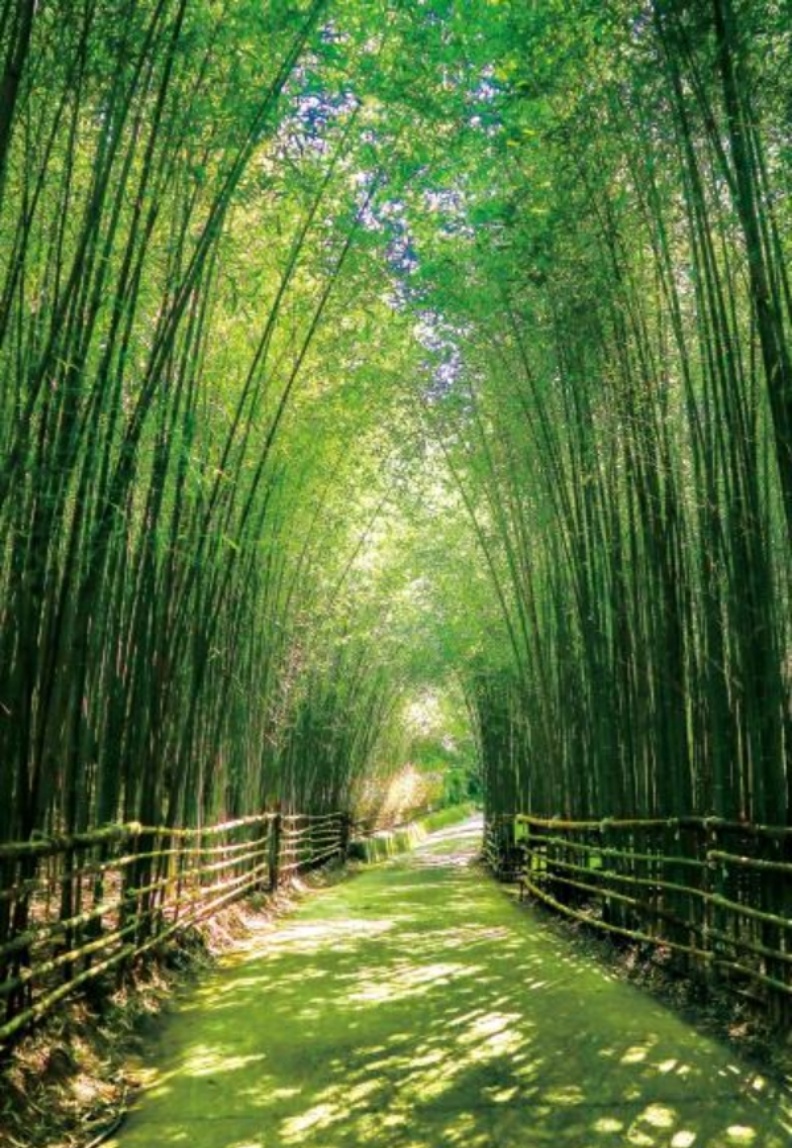 由竹林形成的天然步道，步行其中令人心曠神怡。（出自苗栗文化觀光旅遊網）