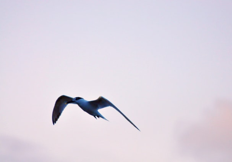 地球滅絕的「神話之鳥」驚現馬祖！！燕鷗集體棄巢揭生態島任務
