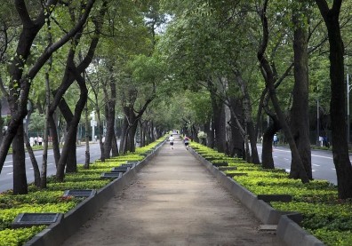 行道樹倒砸死騎士：那些在水泥與廢土間折壽求生的樹木