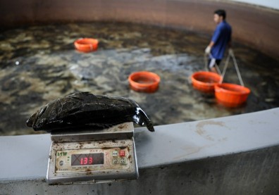 不只「政治魚」斷生路，石化、機械也賺不到easy money