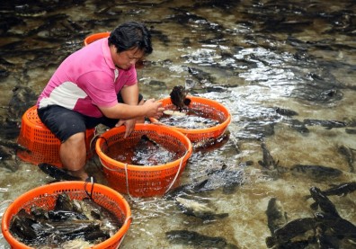 石斑魚被禁後，漁民哭訴：上千噸魚求售無門