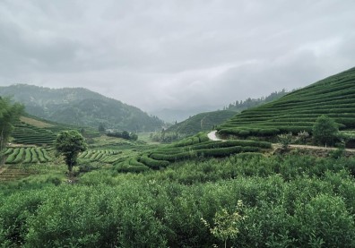 亞洲創生》800年不變的感動，武夷山製茶第一村「曹墩」的前世今生