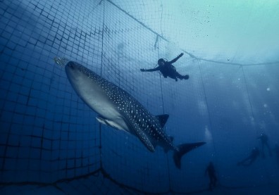 台灣醫師斜槓到日本當潛水員，人生KPI不只有財富
