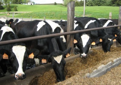 家畜飼料也能吃？芬蘭研究：可多養活10億人