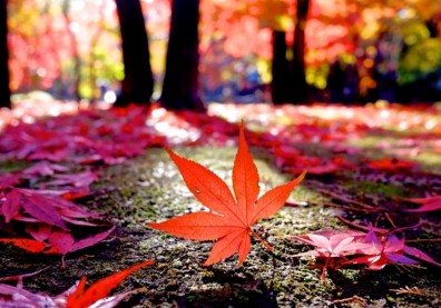 順節氣、養元氣！中醫推薦秋天養生「寒、熱、虛、實」4體質這樣吃