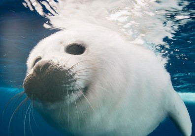 BBC《冰凍星球II》上映！揭露全球暖化造成生態浩劫的殘酷真相