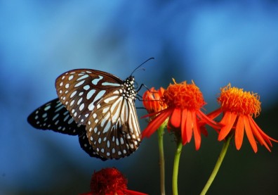 2277公里長征，這隻青斑蝶，為何要從日本飛到澎湖？