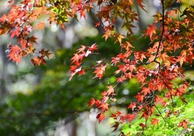 秋老虎發威！預防中暑、熱傷害找上門，必知３大日常保健養生要訣