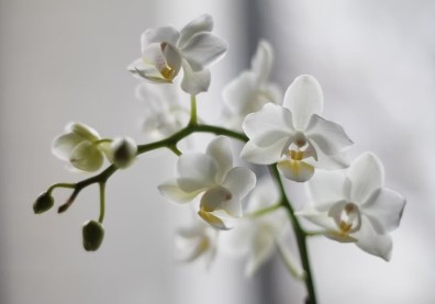 台灣人口結構將成倒金字塔：長壽社會，是災禍還是禮物？