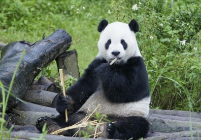 【圖輯】18歲團團離世！回顧2008年大熊貓團團、圓圓來台歷程