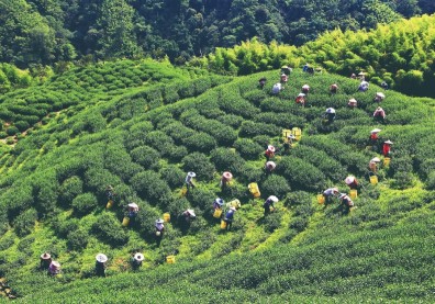 喝進風土、嚐口認真 南投茶與咖啡 同場競技