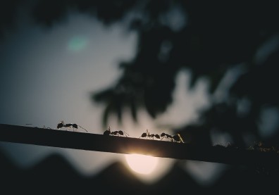 人生成就與你的交友策略有關？要親近「螞蟻」但遠離「蚱蜢」