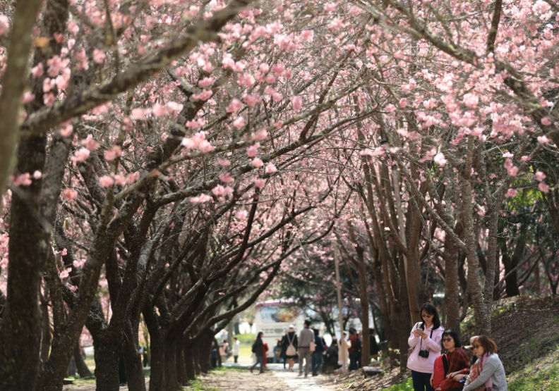 武陵農場花季全台最盛！內行人私房視角揭三公里長「櫻花河」