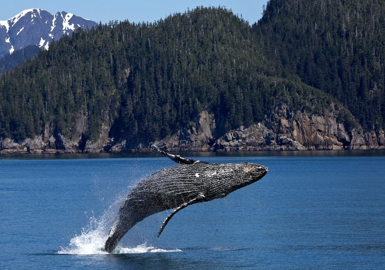 根據統計藍鯨每天吞下多達43.6公斤的塑膠微粒。僅為情境配圖，取自Pexels