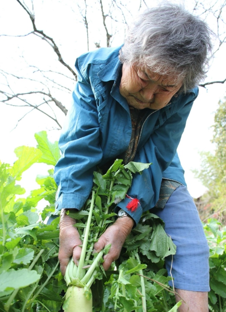 細心栽培完全無農藥的蔬菜。取自婦人公論.jp 