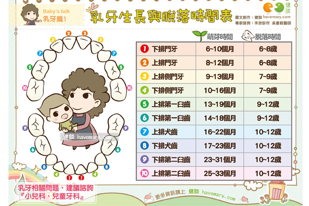 乳牙生長與脫落時間表