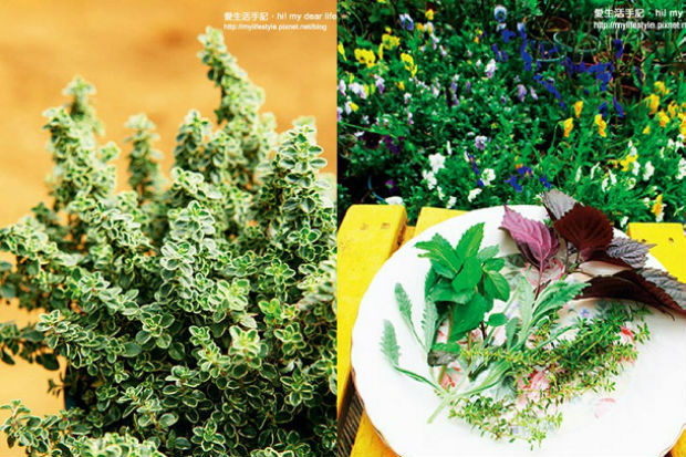 香草百科！冬天該種那些香草？