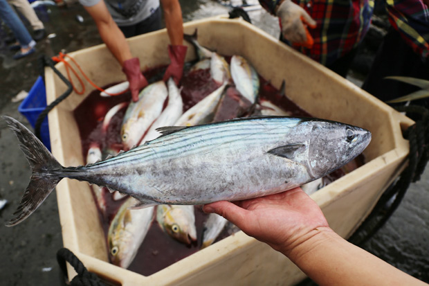 眼亮、鰓紅、肚子硬就最好？挑魚三招全破功
