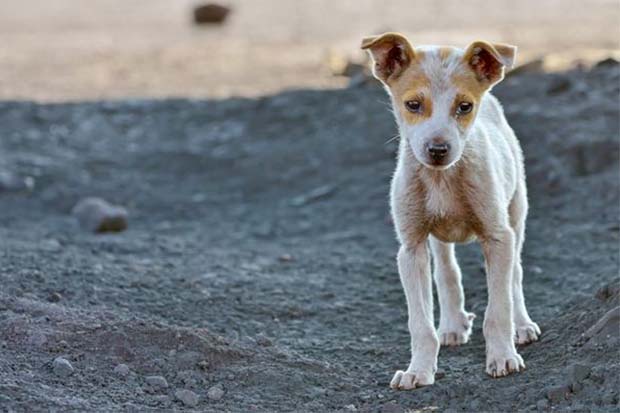 為何會虐待動物？這四種人容易發生