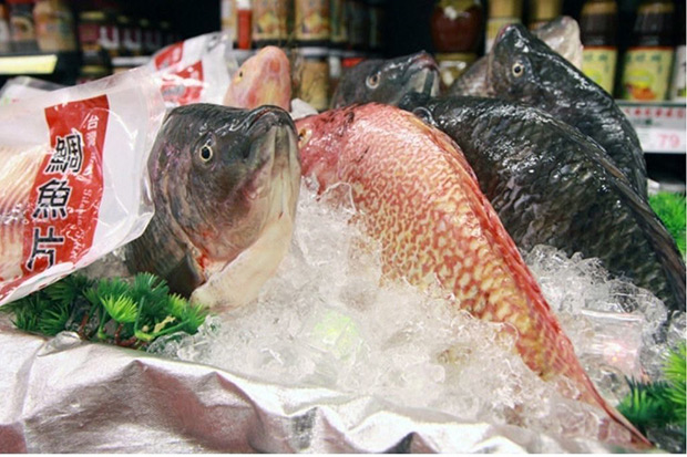 網再傳「5個原因不該吃吳郭魚」 專家這麼說