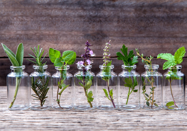 療癒你的身心靈！芳香藥草：奧勒岡、迷迭香、鼠尾草、百里香
