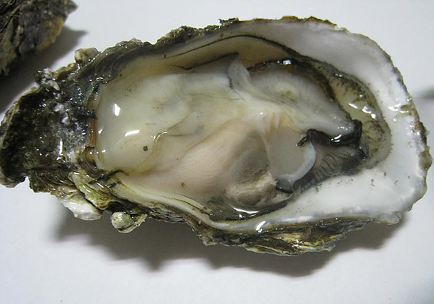產季來了！蚵仔肥美鮮甜，海中牛奶名不虛傳