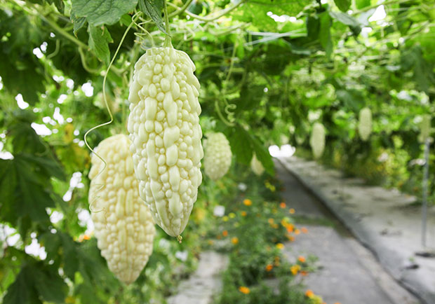 網票選「8 大最難吃蔬菜」都超營養，不吃虧大了！