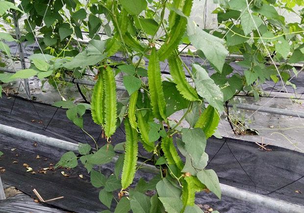 看起來像楊桃、口感又像豌豆？特色野菜：翼豆