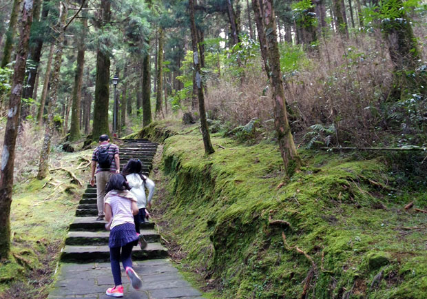養生綠巨人，住在山水畫軸裡...
