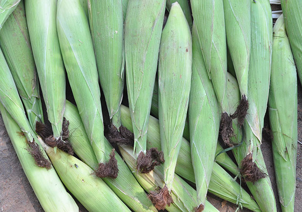 帶殼更好保存!玉米筍營養價值高,但這類人別吃太多_img_1