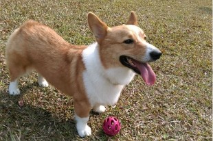 養生保健，學學貓狗過日子
