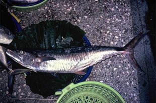 土魠魚的真與假
