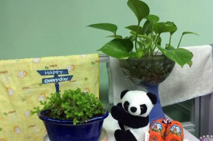 室內多放綠色植物，淨化吸附PM2.5