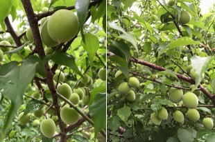 有機青梅食譜DIY、健康自己來！