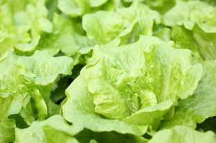 素食者必懂！植物性高鐵食物表：素食補鐵指南