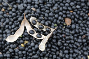 腎好人不老，養腎聖品：黑豆