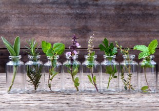 療癒你的身心靈！芳香藥草：奧勒岡、迷迭香、鼠尾草、百里香