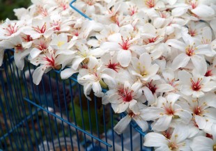 穀雨：祛濕利水、注意紊亂情緒