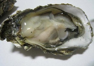 產季來了！蚵仔肥美鮮甜，海中牛奶名不虛傳