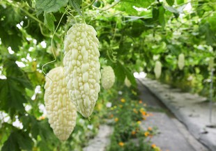 網票選「8 大最難吃蔬菜」都超營養，不吃虧大了！