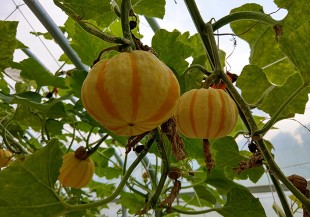 南瓜其實是澱粉類！營養師：糖尿病、腎臟病患者須酌量