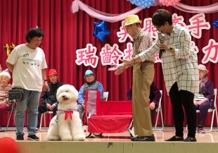 超萌治療犬的陪伴，增加失智長者互動