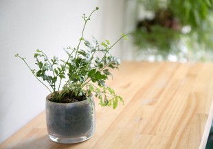 選對這些綠色植物，淨化空氣效果不輸清淨機