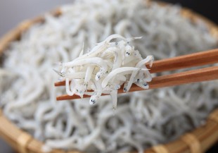 來不及長大的魚幼苗？魩仔魚到底是什麼魚？