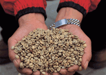 古坑咖啡　魔豆傳奇