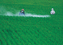 迎戰WTO進口米－米農出招 台灣好米樂