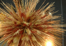 內需不高，歐洲市占第二 台灣花卉 1億美元的自信