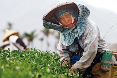 天氣重挫景氣，庶民百業找出路