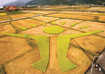 稻田裡的新台灣之光