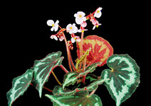奇花賽異草